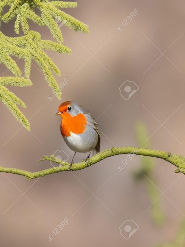 The European robin (Erithacus rubecula) known simply as the robin or robin redbreast