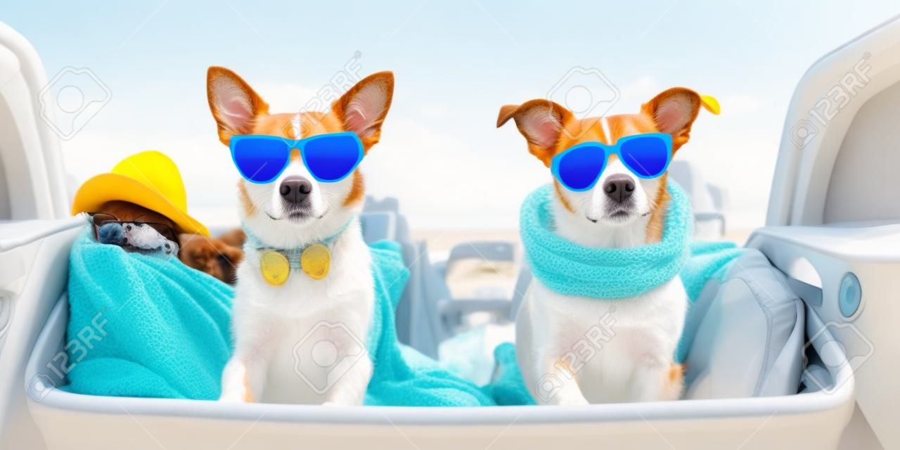 Two cool dogs with sun glasses at the beach.Vacation concept, summer feelings. Generative AI.
