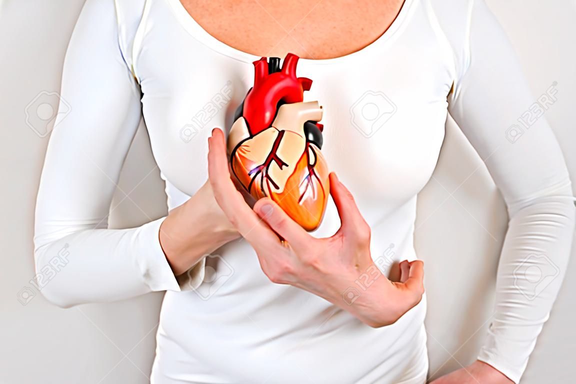 Female person holding human heart model on white body