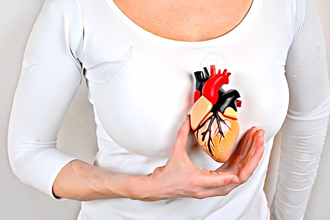 Female person holding human heart model on white body