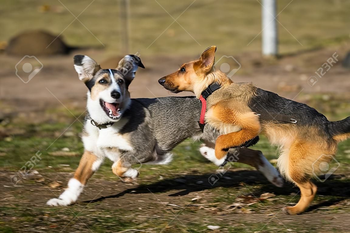 chiots de mélange de chiens de berger