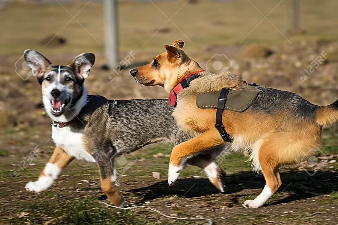 chiots de mélange de chiens de berger