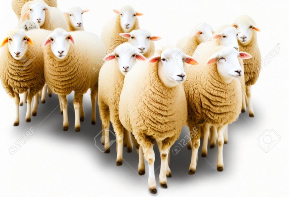 Стадо овец, изолированных на белом фоне
