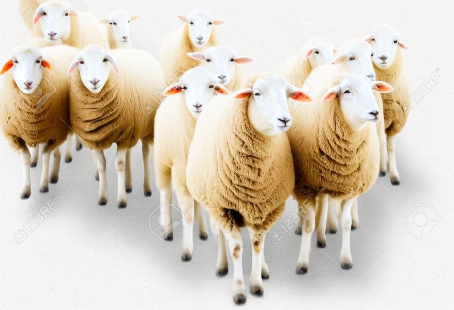 白い背景で隔離の羊の群れ