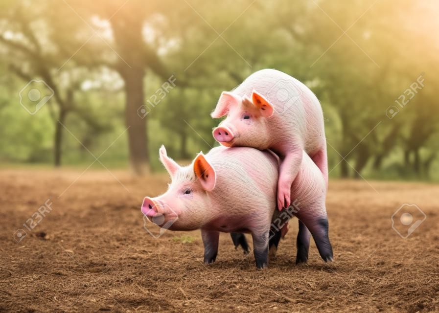 농장에서 짝짓기 돼지, 백그라운드에서 나무