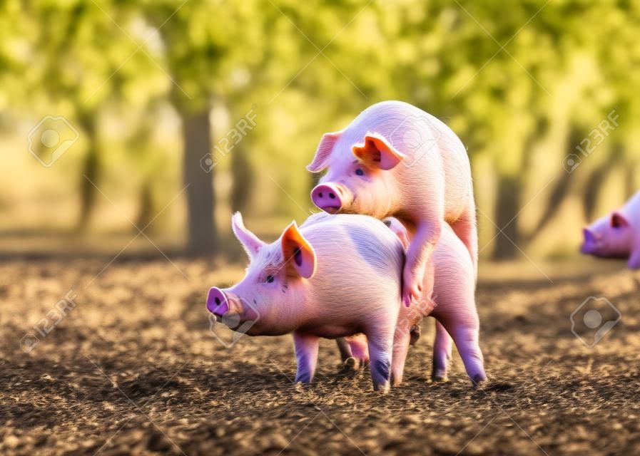 농장에서 짝짓기 돼지, 백그라운드에서 나무