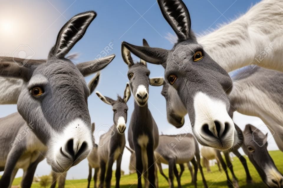 Funny image of group of curious donkeys staring in camera shooting with wide angle lens