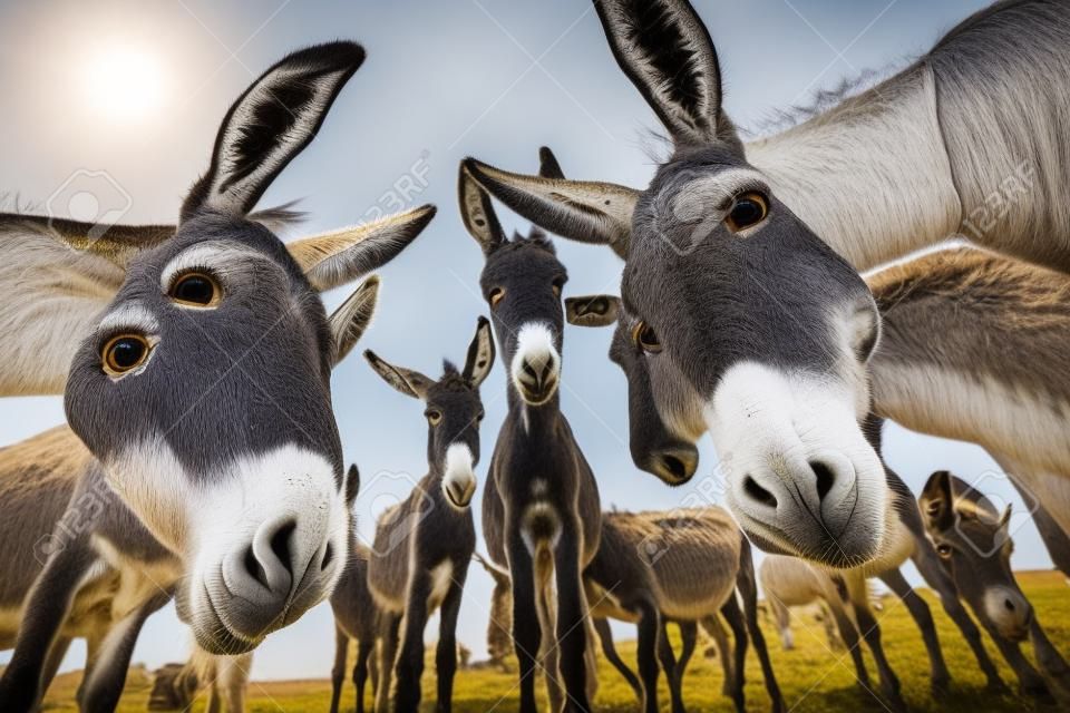 Funny image of group of curious donkeys staring in camera shooting with wide angle lens