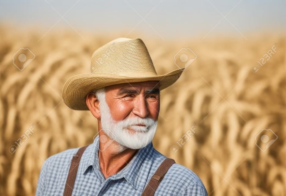 Portrait d'un vieux fermier avec une barbe blanche dans l'ensemble et avec un chapeau de paille dans un champ de maïs
