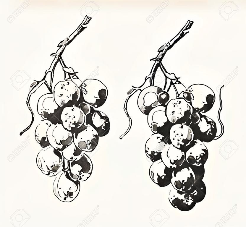 Ejemplo del vintage de dos uvas dibujadas tinta de la vid.