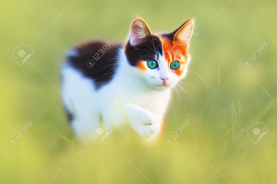 Tri coloreado gato joven en la hierba de verano