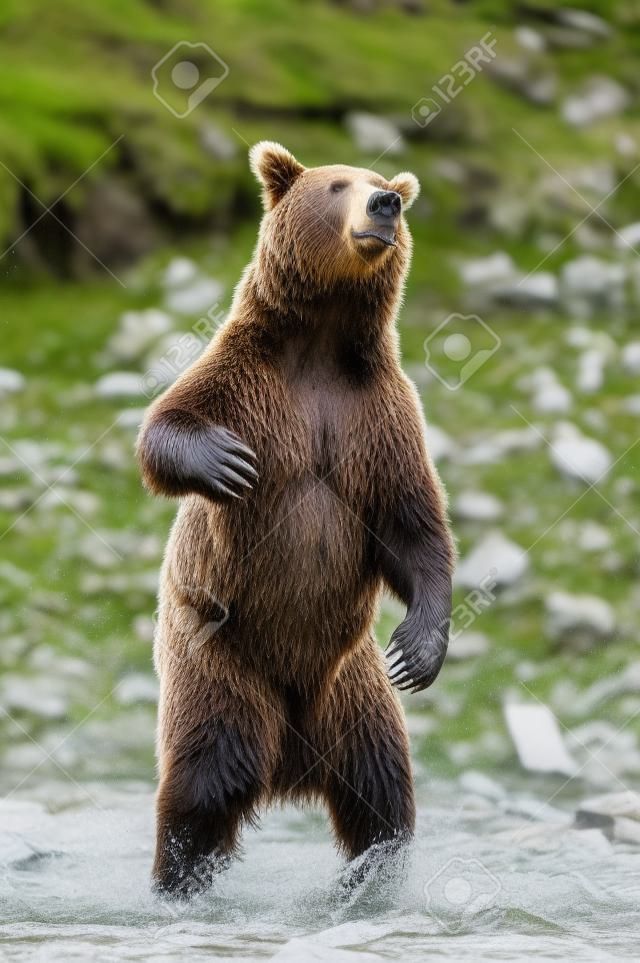 ours brun européen (Ursus arctos) est debout
