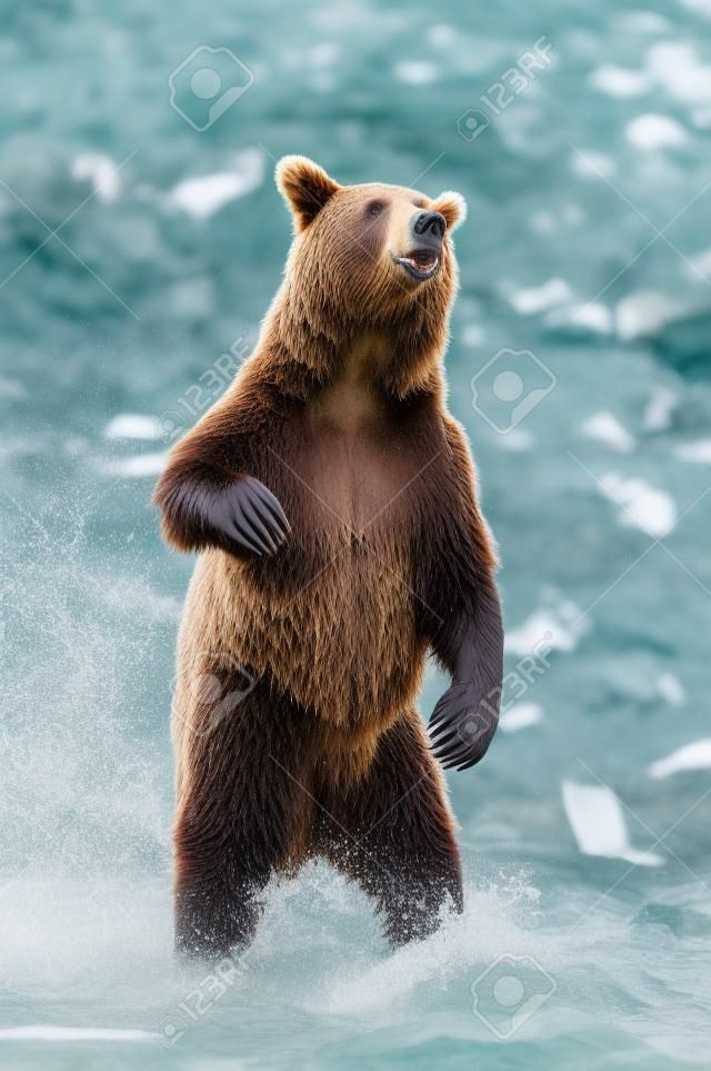 ours brun européen (Ursus arctos) est debout