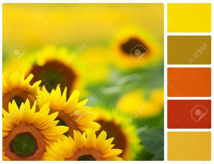 tavolozza di colori pastello del girasole