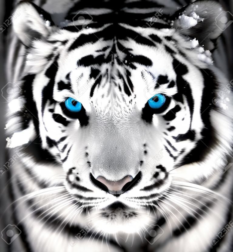 Schönes wildes sibirisches Tigerporträt auf Schnee mit blauem Auge