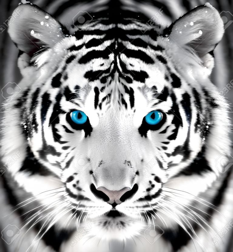 Schönes wildes sibirisches Tigerporträt auf Schnee mit blauem Auge