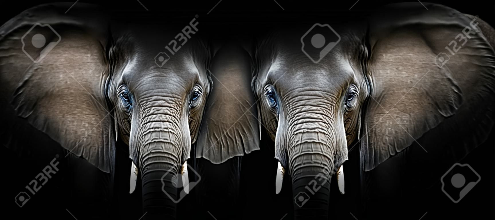 Retrato de elefante sobre un fondo negro. Vista desde la oscuridad