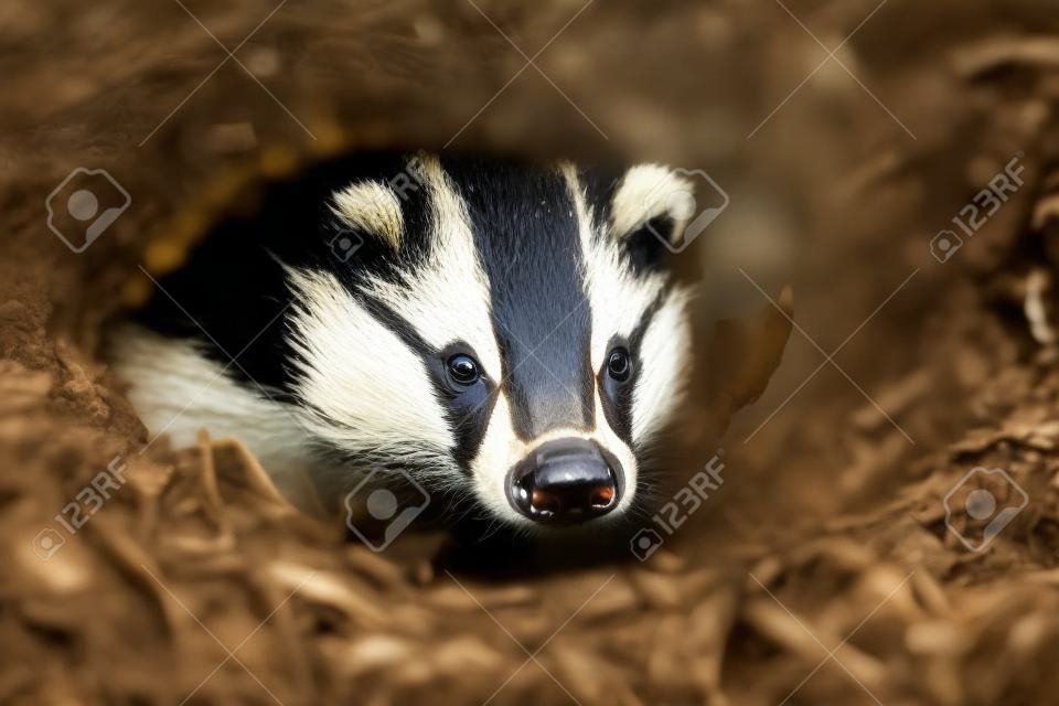 Badger looks out of the hole, animal in nature habitat. Wild animal in the wood. Mammal in environment