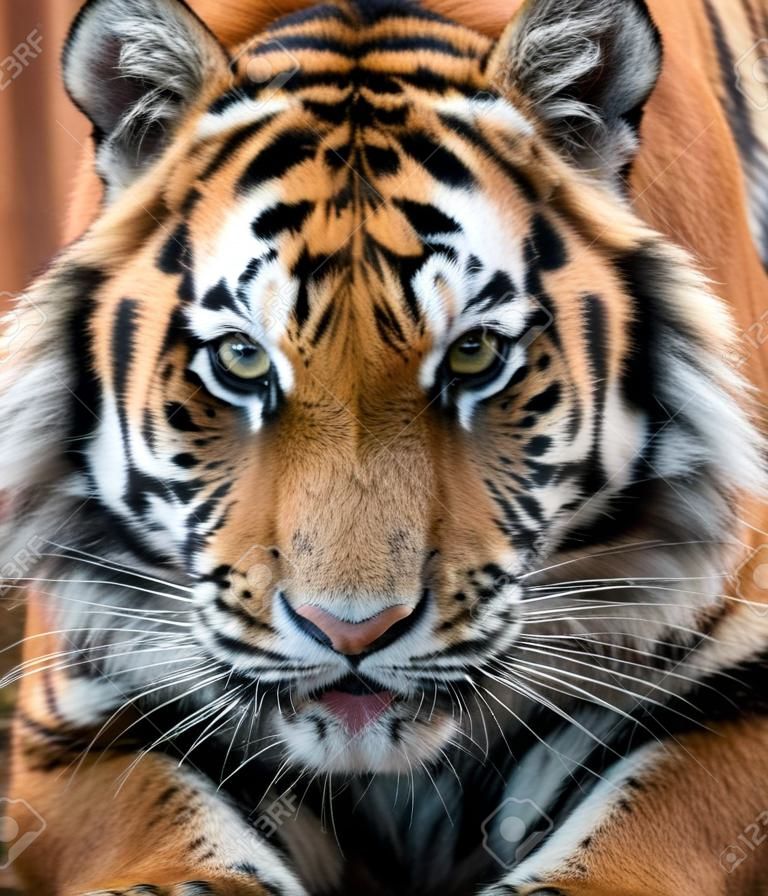 Beautiful close up detail portrait of big Siberian or Amur tiger
