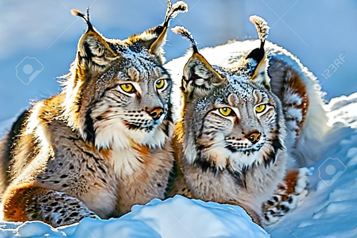 Deux Lynx dans la neige. Scène de la faune de la nature hivernale. Animal sauvage dans l'habitat naturel
