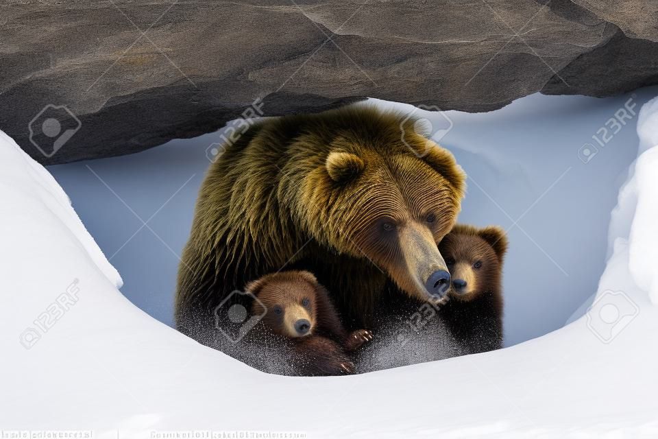 Brown bear (Ursus arctos) with two cubs looks out of its den in the woods under a large rock in winter
