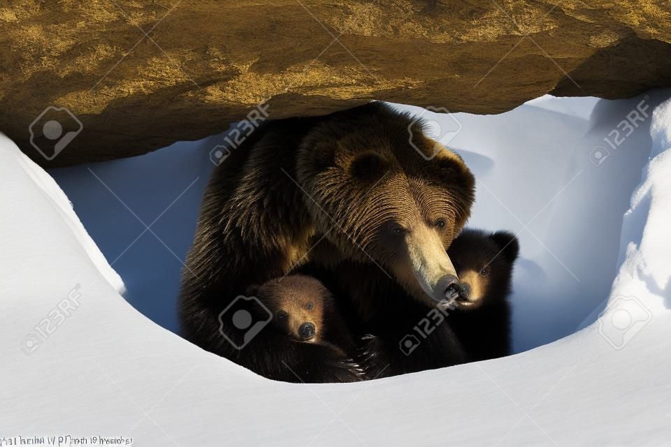 Niedźwiedź brunatny (ursus arctos) z dwoma młodymi wygląda zimą ze swojej jaskini w lesie pod dużą skałą
