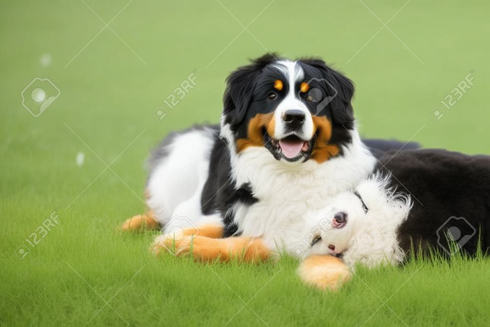 Two bernese dog lying on spring grass