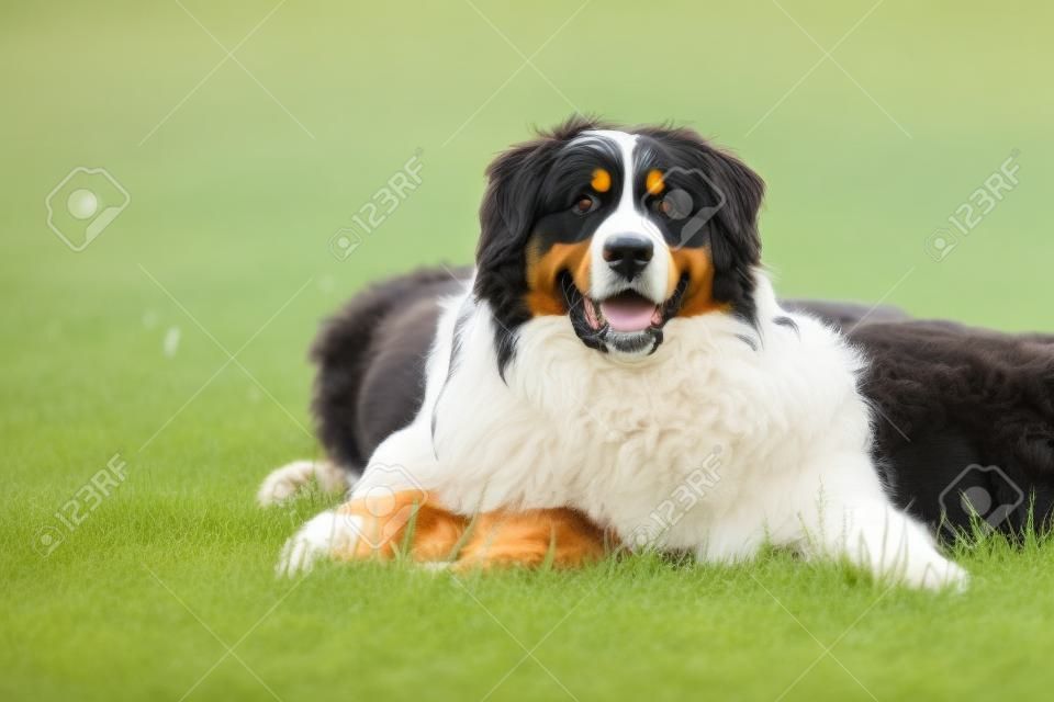 Two bernese dog lying on spring grass