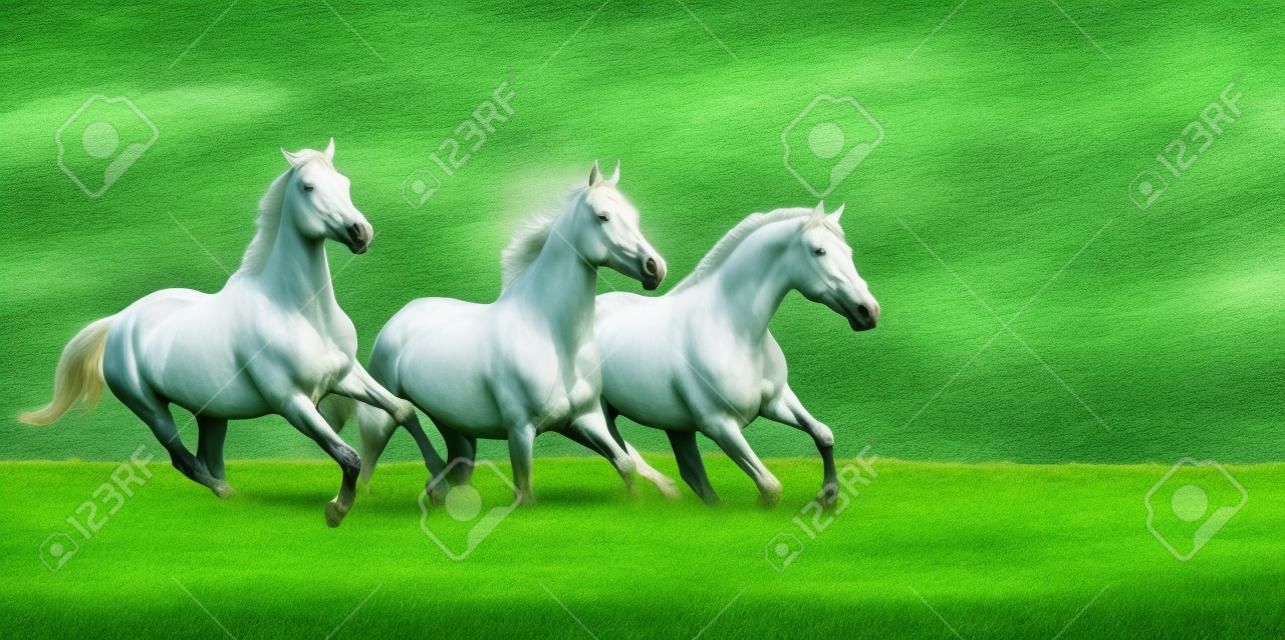 Três cavalos correm no prado verde bonito