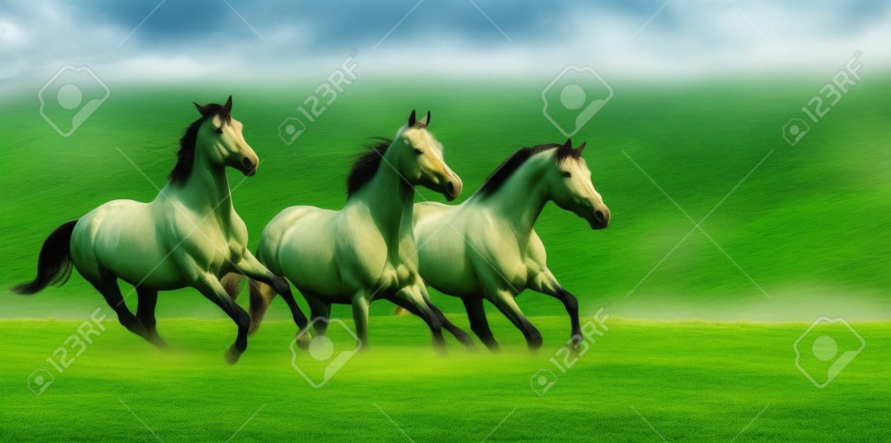 三马跑在美丽的绿色草地