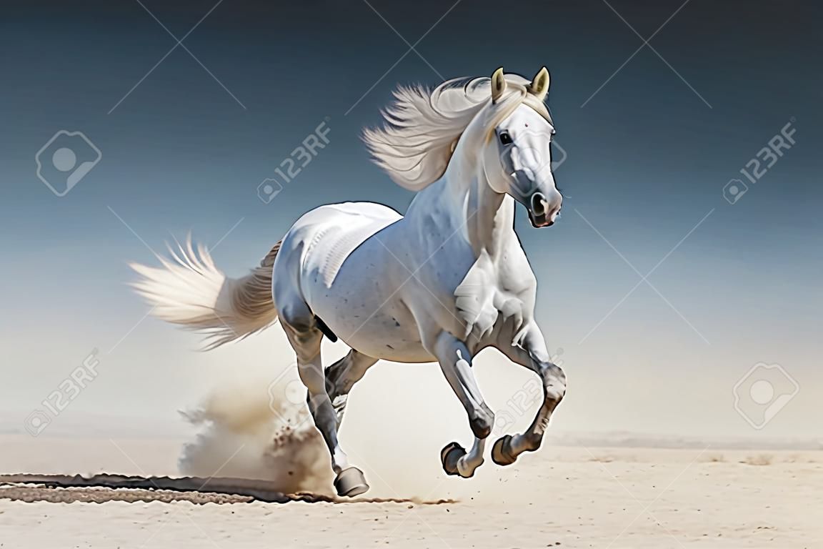 Cavallo bianco corsa al galoppo