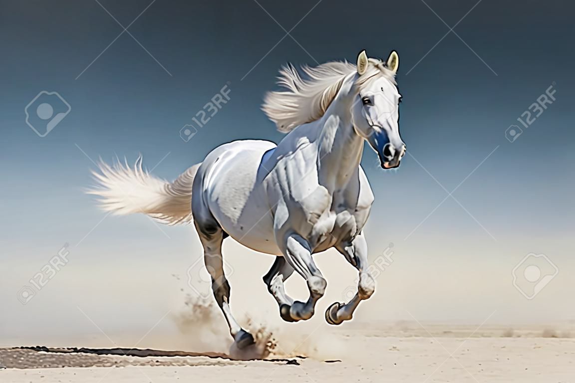 Cavallo bianco corsa al galoppo