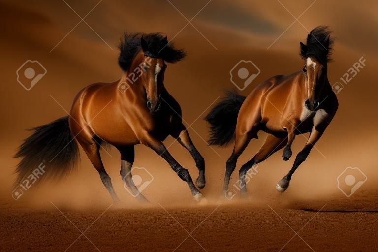 Cople-Pferd in der Bewegung in der Wüste gegen einen drastischen dunklen Hintergrund