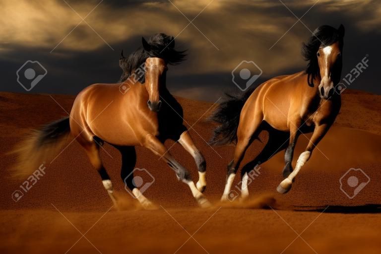 Cople-Pferd in der Bewegung in der Wüste gegen einen drastischen dunklen Hintergrund