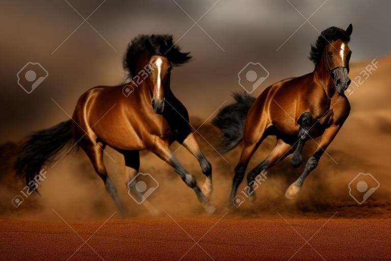Cople horse in motion in the desert against a dramatic dark background