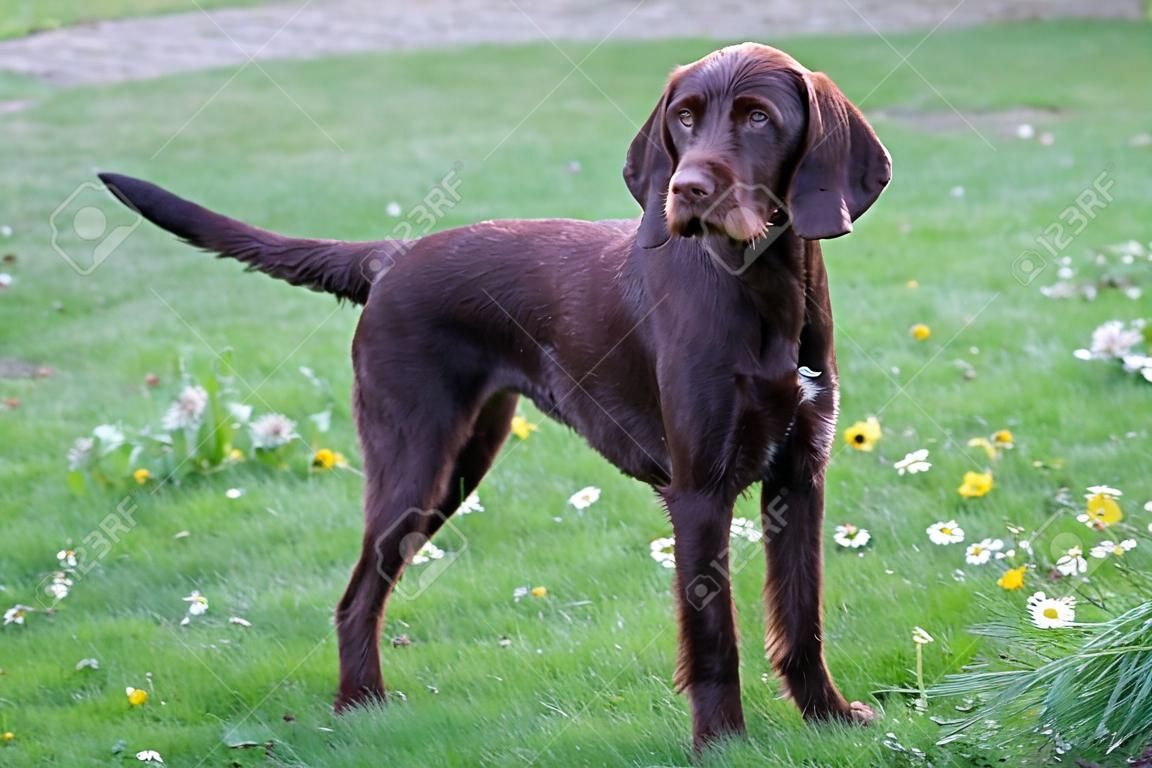 Typical Pudelpointer dog in the garden