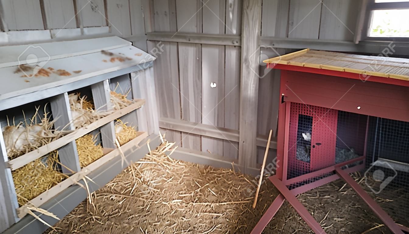Interior of chicken coop with 10-hole nesting box.