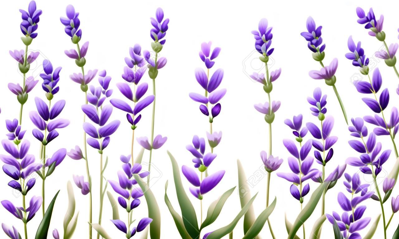 Lavender flowers on white background. Isolated background