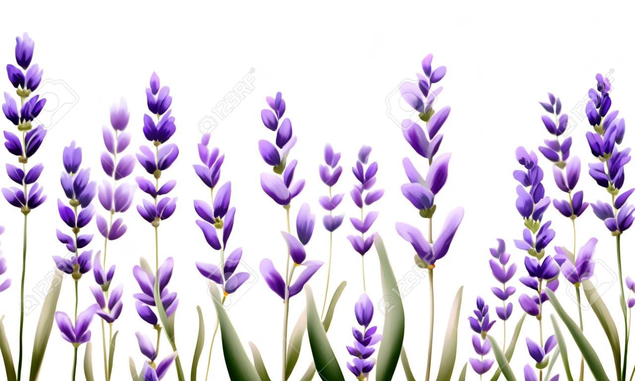Lavender flowers on white background. Isolated background