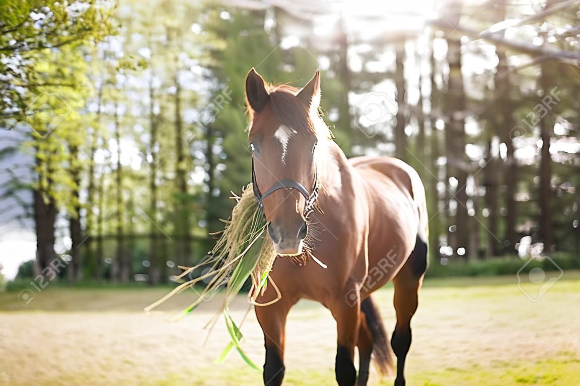 Cavalo com feno em sua boca no prado, hora de verão