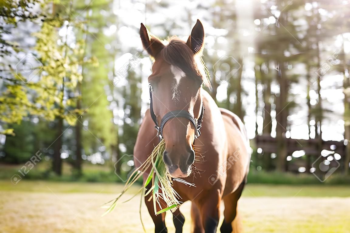 Cavalo com feno em sua boca no prado, hora de verão