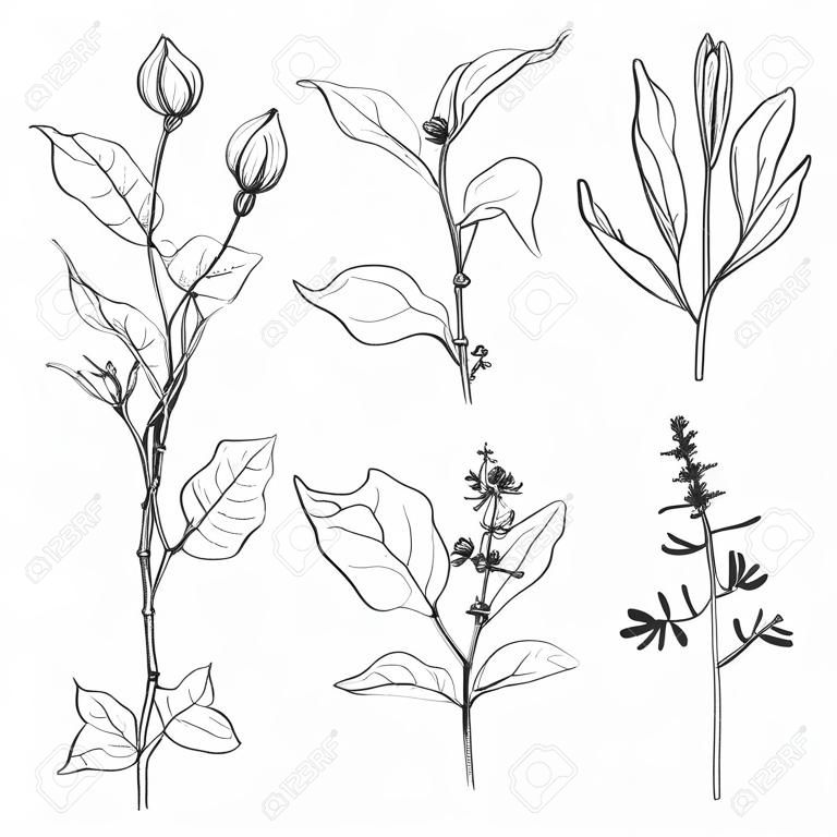 Set of pencil drawing herbs and leaves, painted graphite pencil wild plants, botanical illustration in vintage style,  monochrome black line drawing floral set, hand drawn vector illustration
