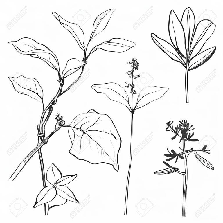 Set of pencil drawing herbs and leaves, painted graphite pencil wild plants, botanical illustration in vintage style,  monochrome black line drawing floral set, hand drawn vector illustration