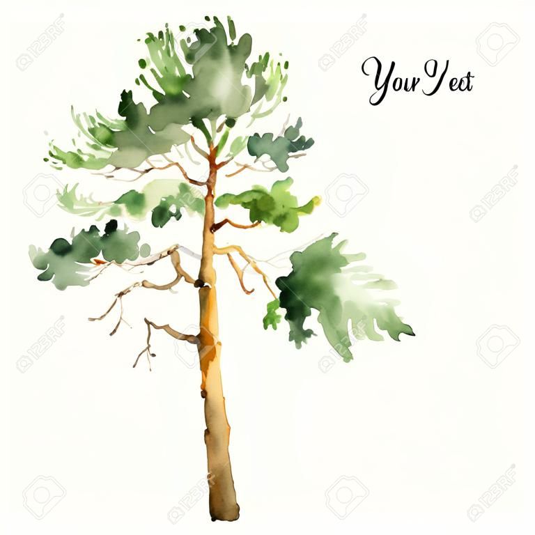 high pine tree at sunny day drawing by watercolor, aquarelle sketch of wild nature, painting forest, hand drawn vector illustration