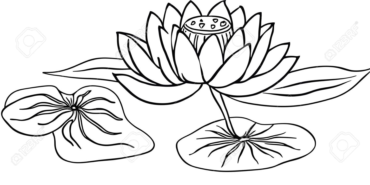 lotus, nilüfer çiçekleri ve yaprakları, elle çizilmiş vektör çizim