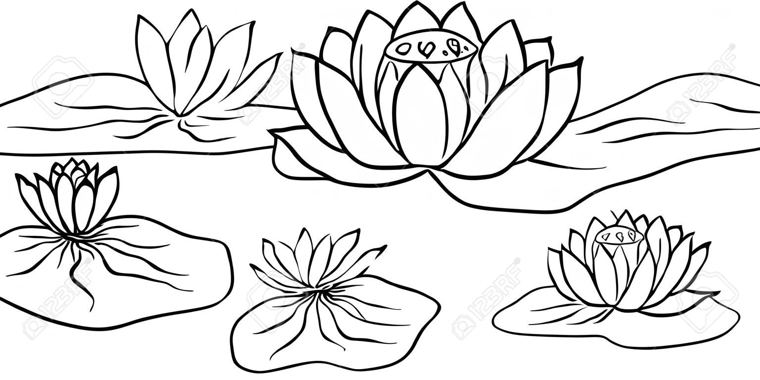 lotus, water lily flowers and leaves, hand drawn vector illustration