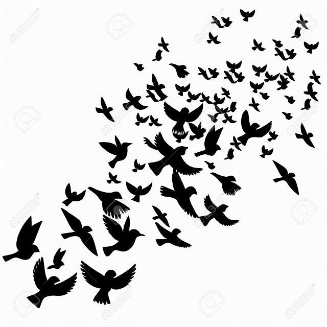 Bird flock, vector flying birds silhouettes, hand drawn songbirds