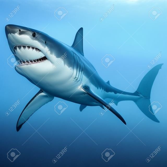 Great White Shark Isolated - The Great White shark can grow over 8 meters or 26 feet and live to 70 years of age.