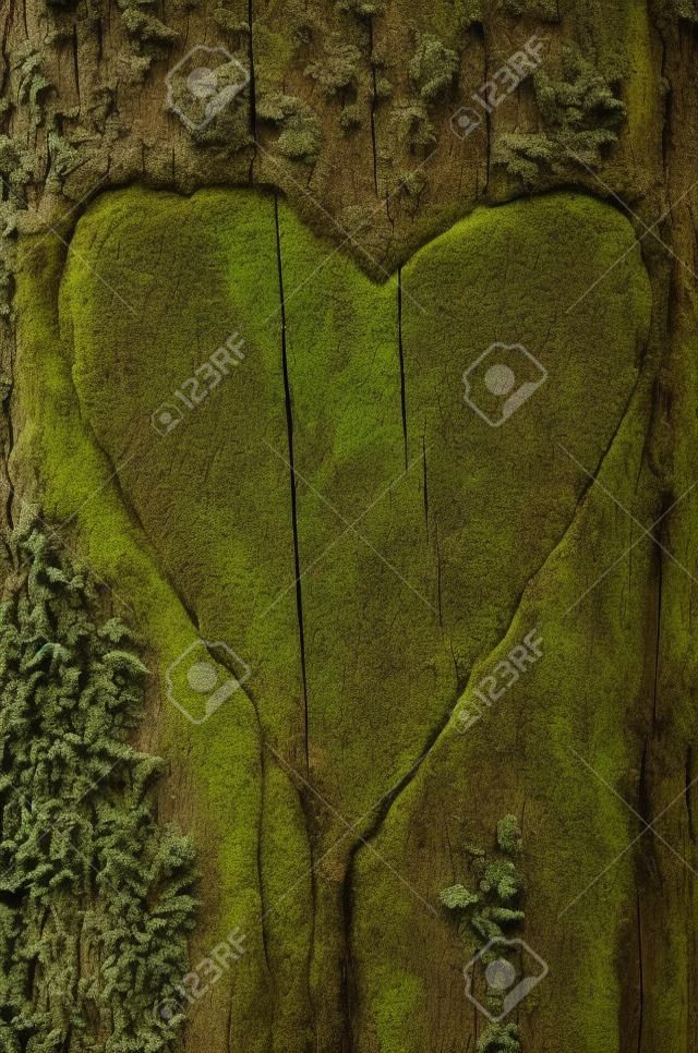 Sculpture en forme de coeur sur une écorce d'arbre avec de la mousse