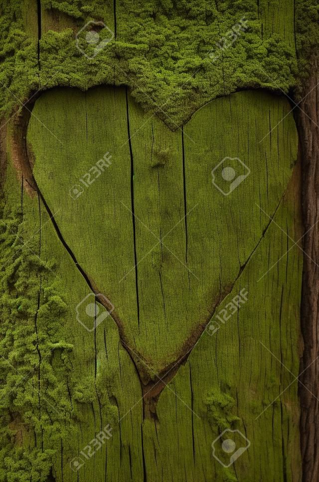 Heart-shaped carving on a tree bark with moss